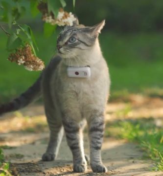 Localizadores para gatos