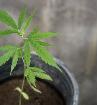 Legalidad de la tecnología para sembrar marihuana